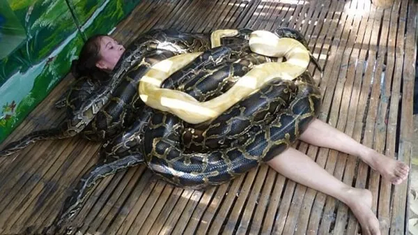 Mơ thấy trăn quấn quanh người
