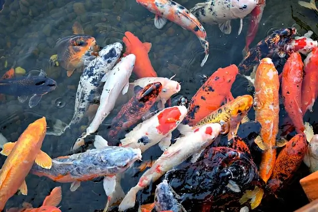 Mơ thấy đàn cá chép