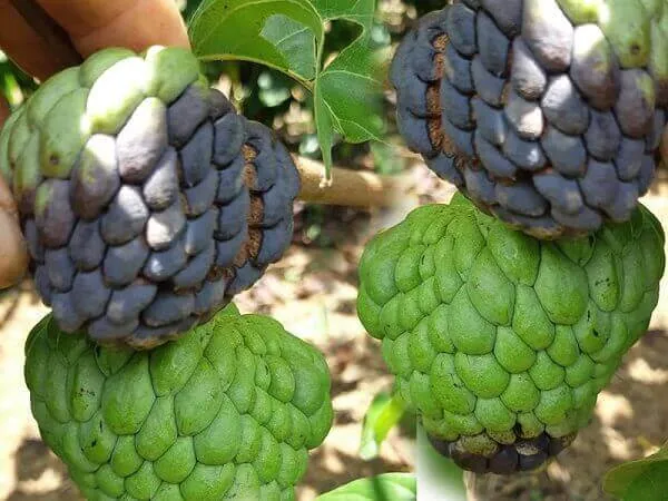 Chiêm bao quả mãng cầu bị hư