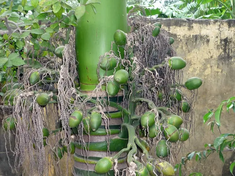 mơ thấy cây cau